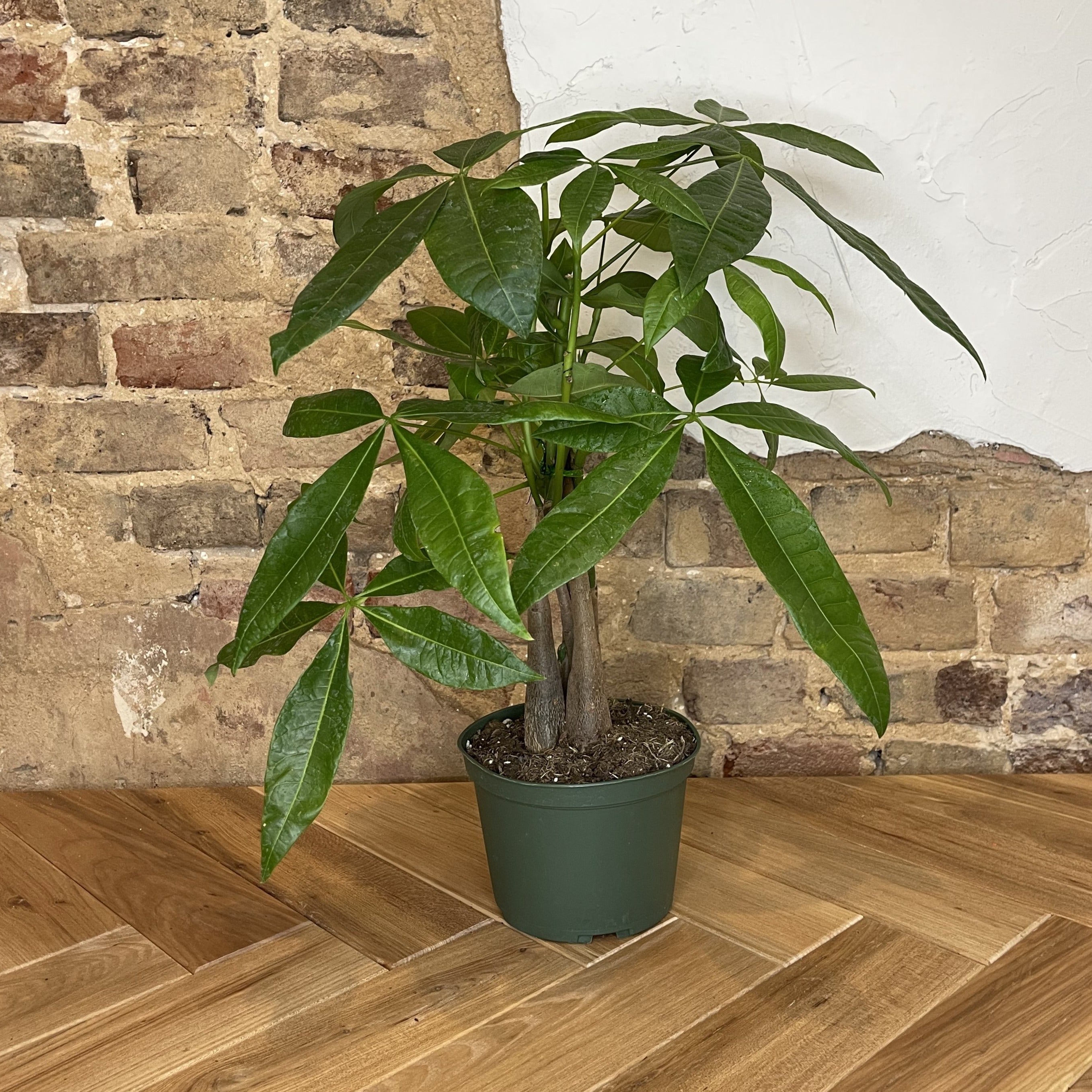 Pachira Braid "Money Tree"