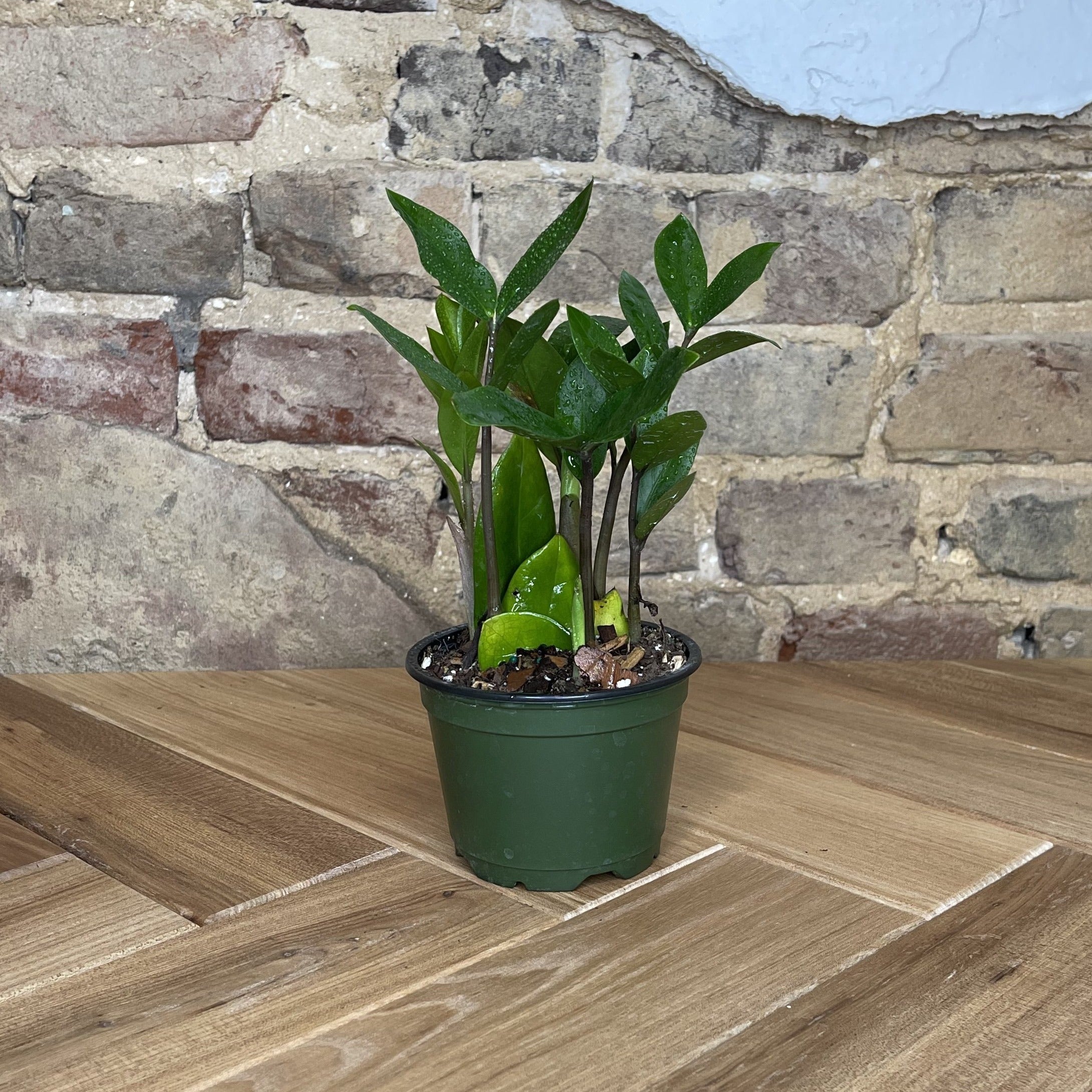 ZZ Plant