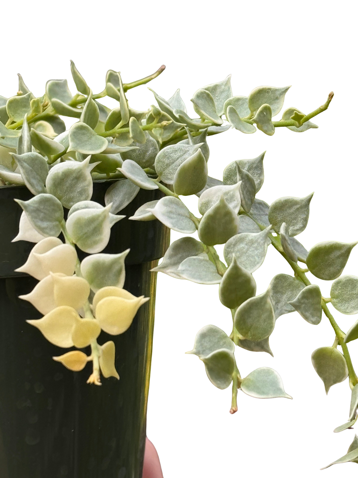 Dischidia 'Million Hearts' Variegated