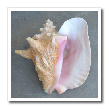 3dRose Patricia Sanders Photography - Conch Shell - Iron on Heat Transfers (ht_26133)