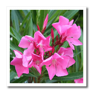 3dRose Taiche - Photography - Oleander - Oleander Pink - Pink, Flower, Tree, Oleander, Blossom, Tropical Plant, Buds - Iron on Heat Transfers (ht_46849)