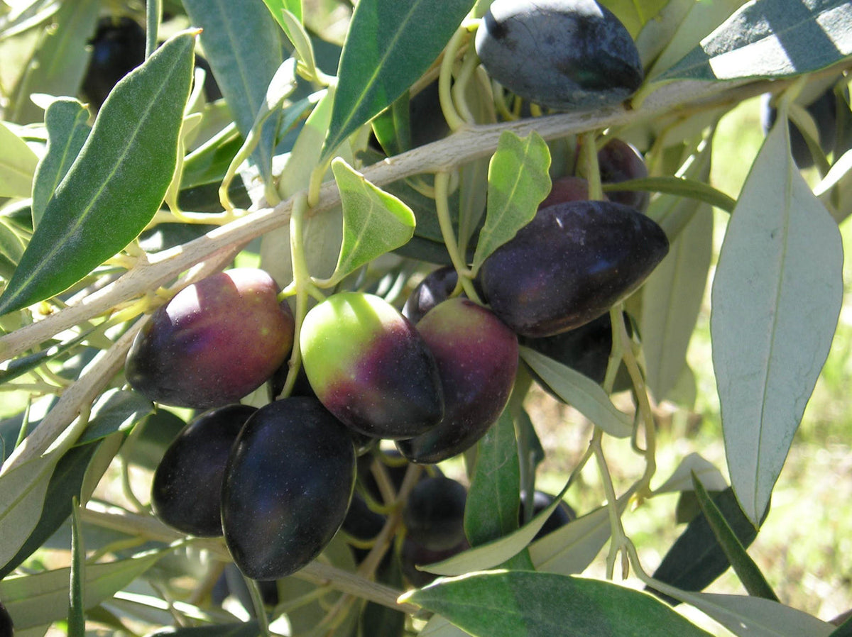 1 Kalamata Olive Tree Cutting (Olea europaea) – 6–8” Unrooted Cutting for Rooting, Propagation, Grafting – Greek Kalamon Olive