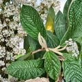 Live Rooted Leatherleaf Viburnum Plant 1-2 feet in 2 gallon pot, Viburnum rhytidophyllum for Bonsai Gardening