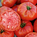 2 Mortgage Lifter Tomato Live Plants (Solanum lycopersicum) 6–10" | Heirloom Giant Slicer | Large Pink Tomato Starter Plants
