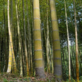 2 Spring SA / Mosso Bamboo Root (Phyllostachys edulis) – Giant Timber Bamboo, Fast Growing, Cold Hardy, Clumping