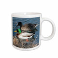 3dRose Beverly Turner Photography - Mallard Duck Couple - Mugs (mug_11549)