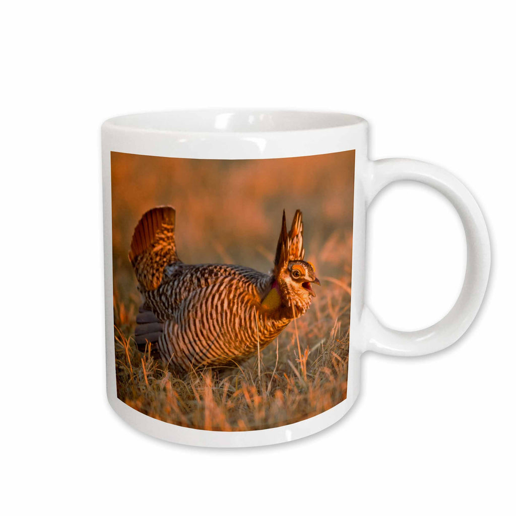 3dRose Prairie chicken bird, Lek, Loup County, Nebraska, USA - US28 CHA0151 -... - Mugs (mug_144969)