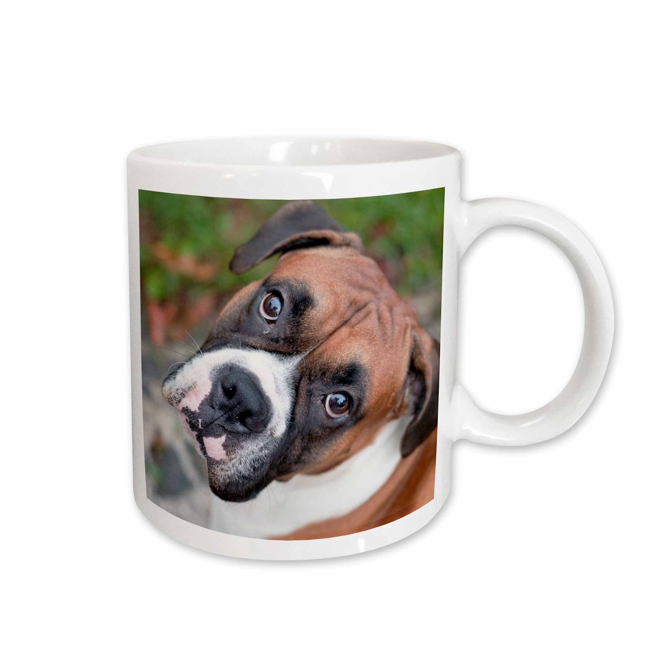 3dRose Carsten Reisinger Photography - Cute boxer dog portrait canine - Mugs (mug_155019)