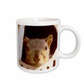 3dRose Jackie Popp animals - Baby Squirrel - Mugs (mug_195130)
