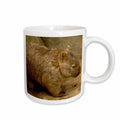 3dRose Common Wombat, baby in pouch, captive, Australia-AU01 POX0183 - Pete... - Mugs (mug_76198)
