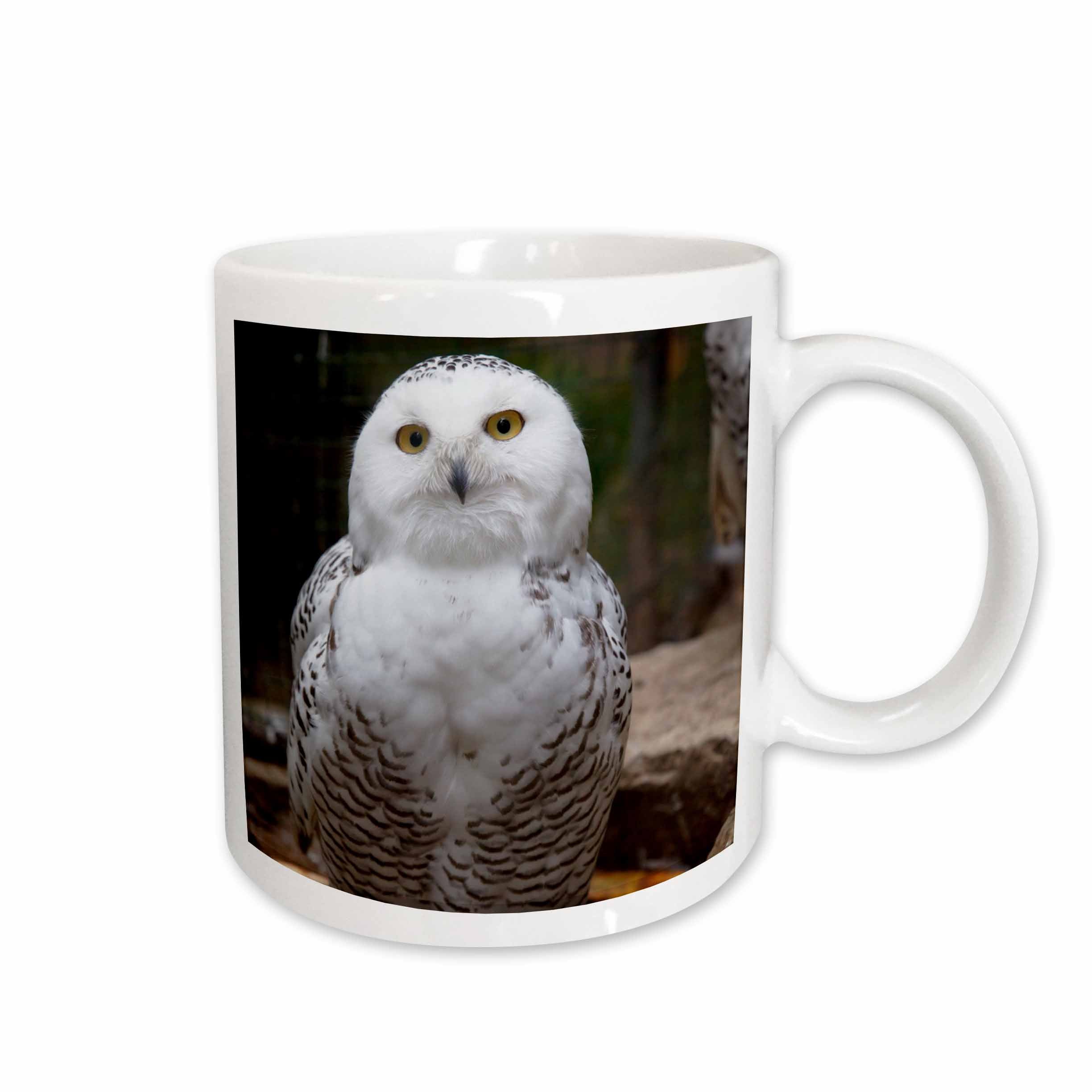 3dRose PS Animals - Pretty White Snowy Owl- Birds- Animals - Mugs (mug_79143)