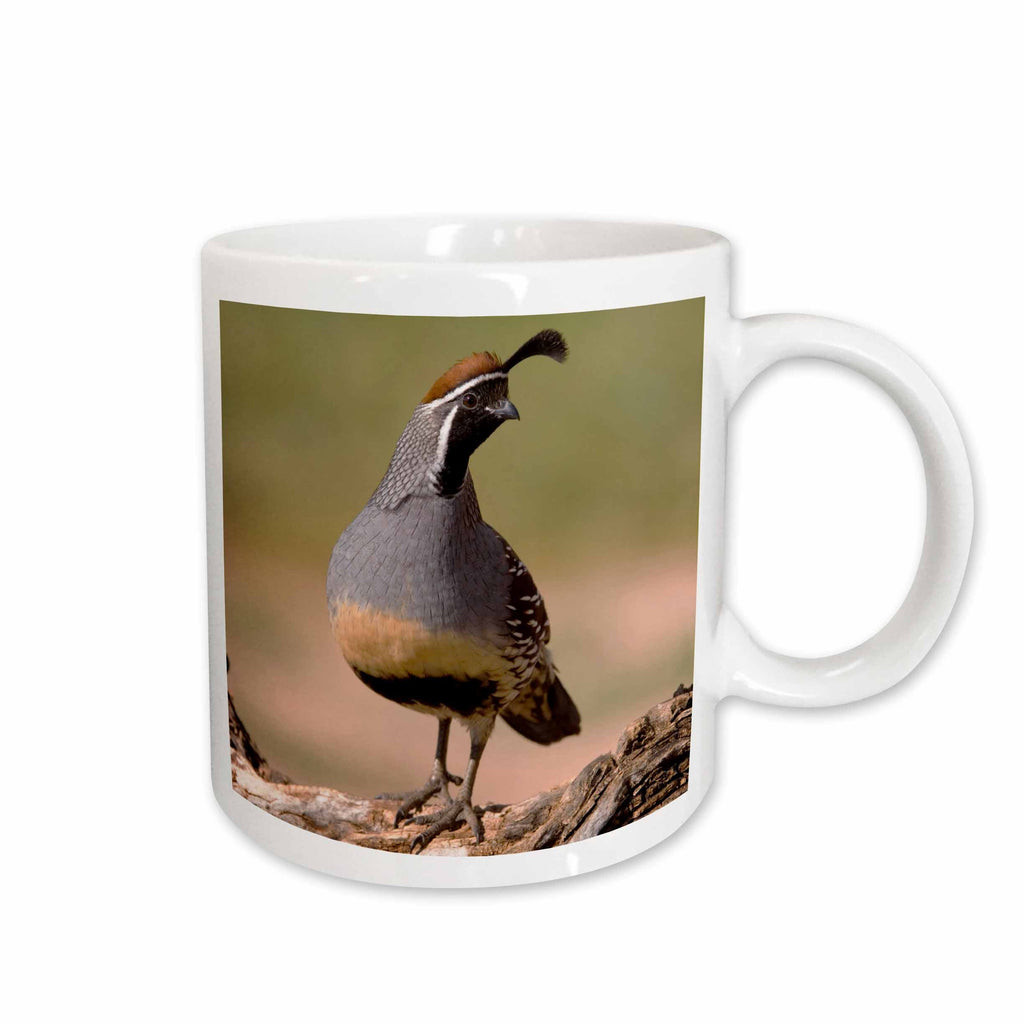 3dRose Gambels Quail, bird, Tuscon, Arizona - NA02 RNU0137 - Rolf Nussbaumer - Mugs (mug_84265)