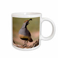 3dRose Gambels Quail, bird, Tuscon, Arizona - NA02 RNU0137 - Rolf Nussbaumer - Mugs (mug_84265)