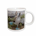 3dRose Ecuador Galapagos Islands Blue-footed Booby - SA07 CMI0902 - Cindy Miller... - Mugs (mug_86141)