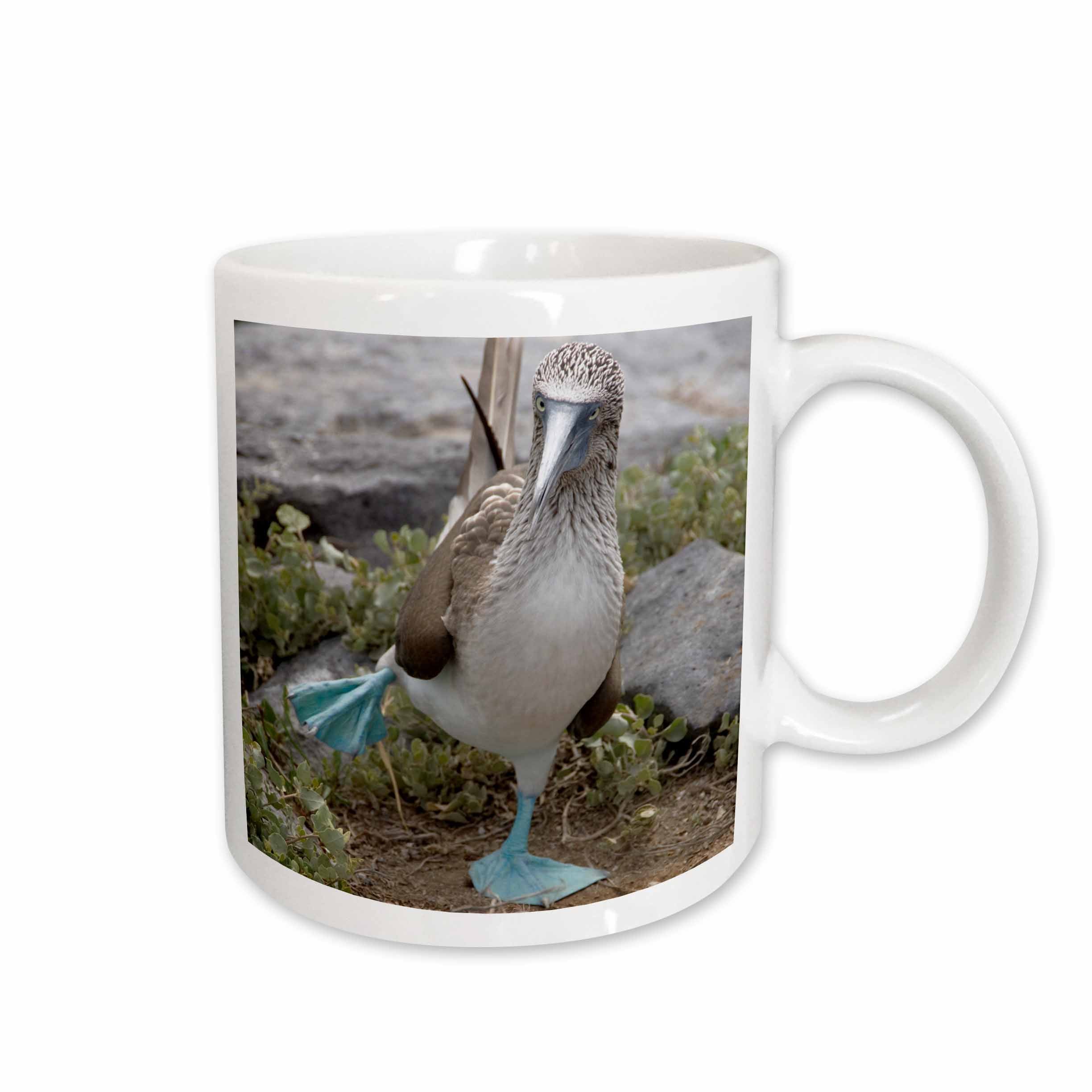 3dRose Ecuador Galapagos Islands Blue-footed Booby - SA07 CMI0902 - Cindy Miller... - Mugs (mug_86141)