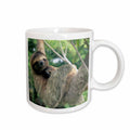 3dRose Three-toed sloth wildlife, Corcovado NP, Costa Rica - SA22 KSC0137 -... - Mugs (mug_87218)