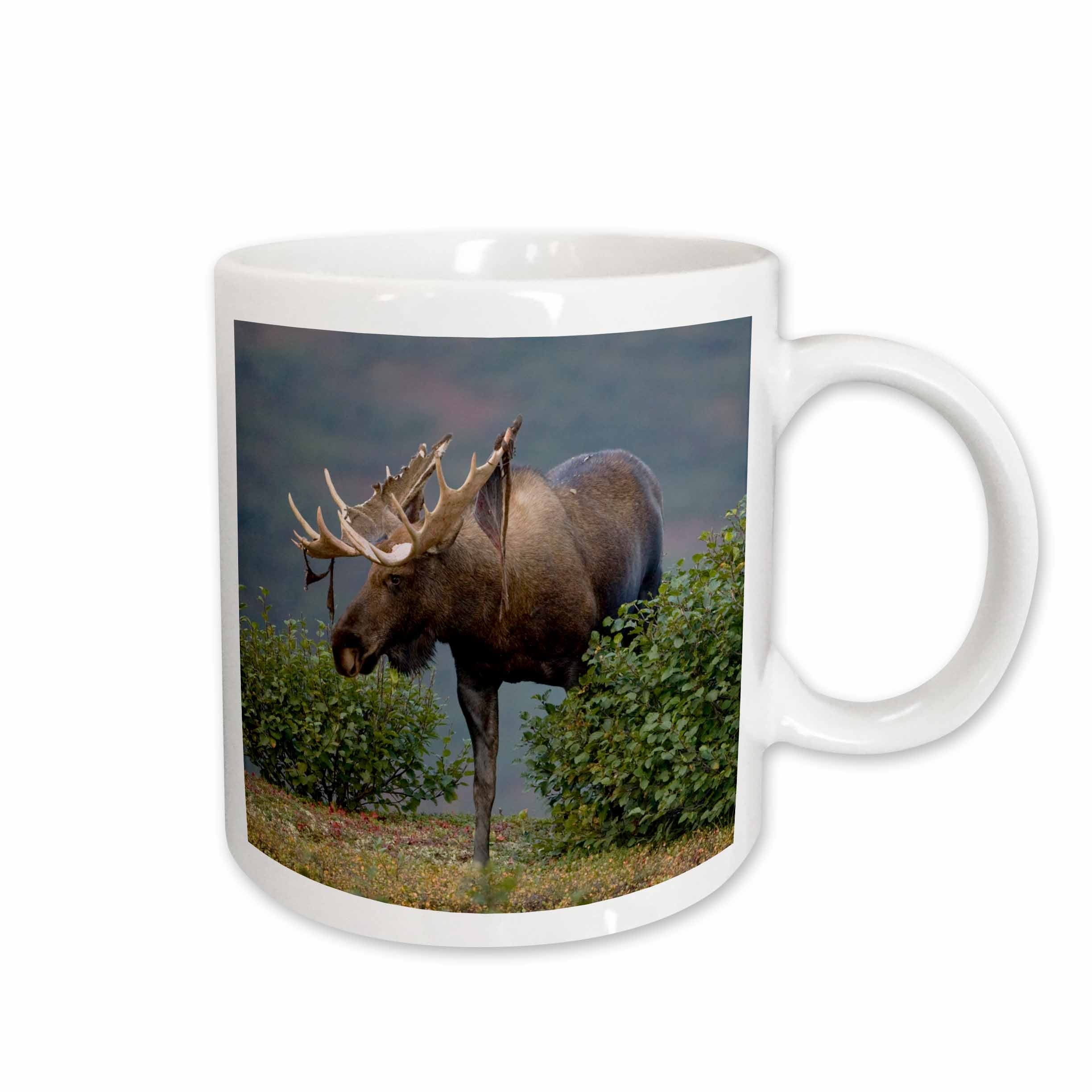 3dRose Moose wildlife, Denali NP, Alaska - US02 JMC0001 - Joe and Mary Ann... - Mugs (mug_87565)