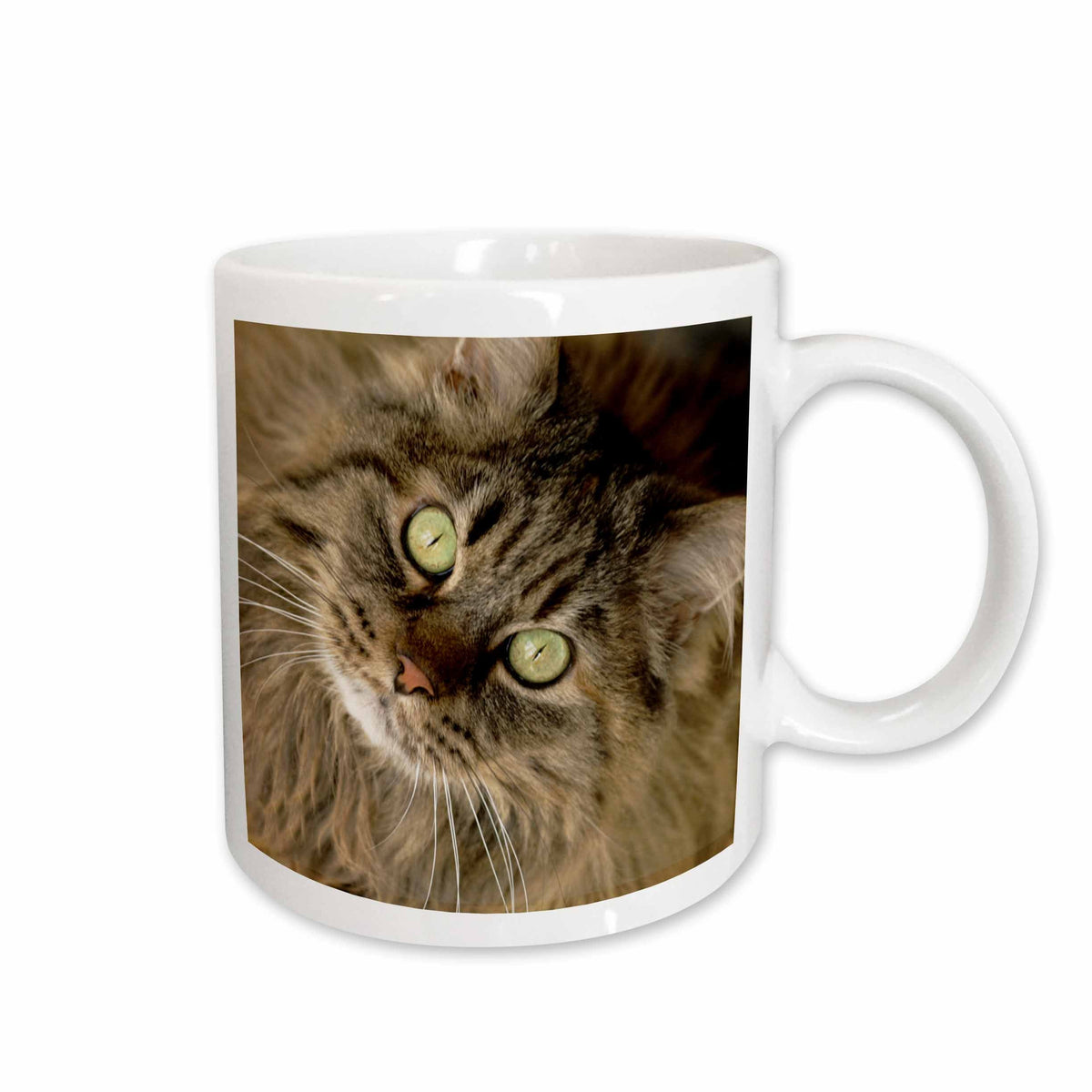 3dRose Maine coon cat, Santa Fe, New Mexico - US32 JMR0448 - Julien McRoberts - Mugs (mug_92674)