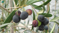 6 Olive Tree Cuttings Unrooted | Greek Olea europaea | Edible Fruit Tree Starts | Mediterranean Hardy Plant for Rooting & Grafting