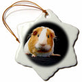 3dRose Guinea Pig - Guinea Pig - Ornaments (ORN_1062)