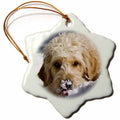 3dRose Danita Delimont - Dogs - A Goldendoodle Dog - US32 ZMU0068 - Zandria Muench Beraldo - Ornaments (ORN_145318)