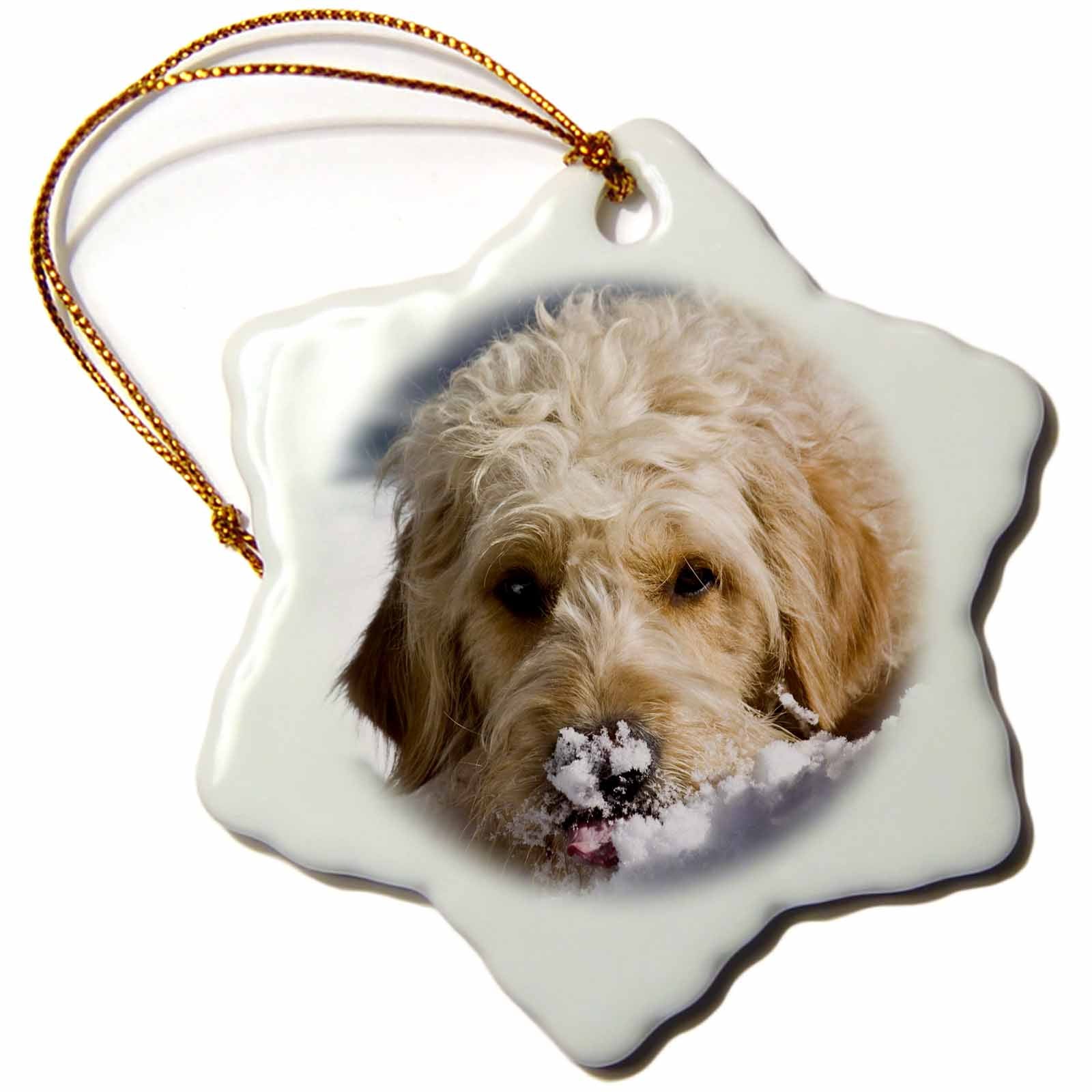 3dRose Danita Delimont - Dogs - A Goldendoodle Dog - US32 ZMU0068 - Zandria Muench Beraldo - Ornaments (ORN_145318)