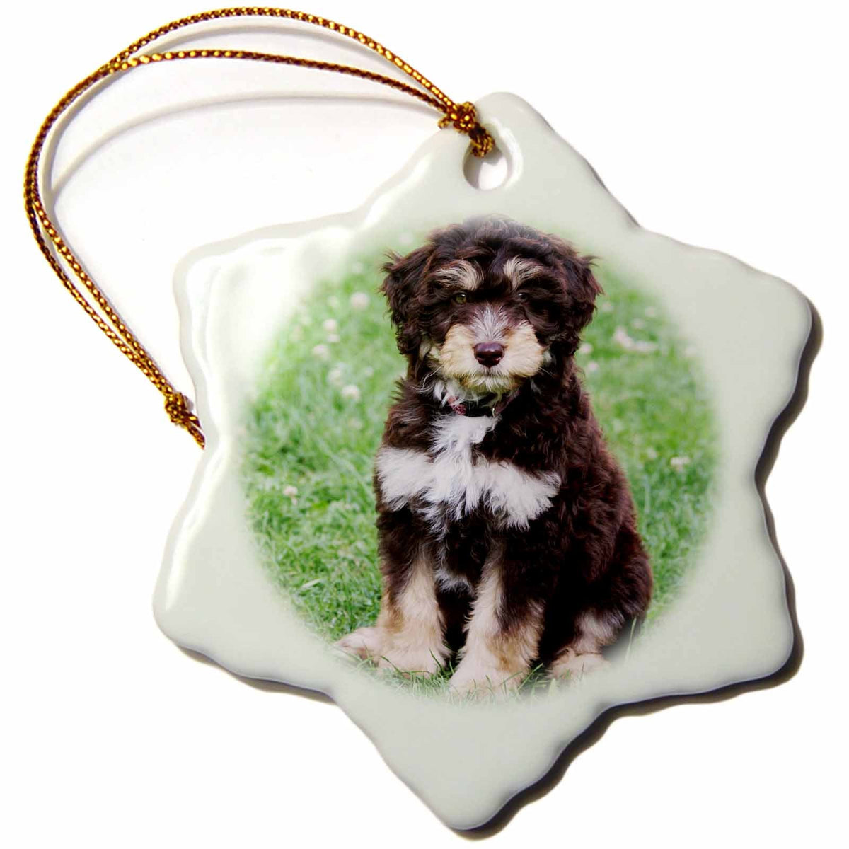 3dRose RinaPiro - Dogs - Aussiedoodle. Puppy. Best Friend. Family Dog. - Ornaments (ORN_232810)