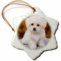 3dRose RinaPiro - Dogs - Maltese. Cute Little Puppy. - Ornaments (ORN_233933)