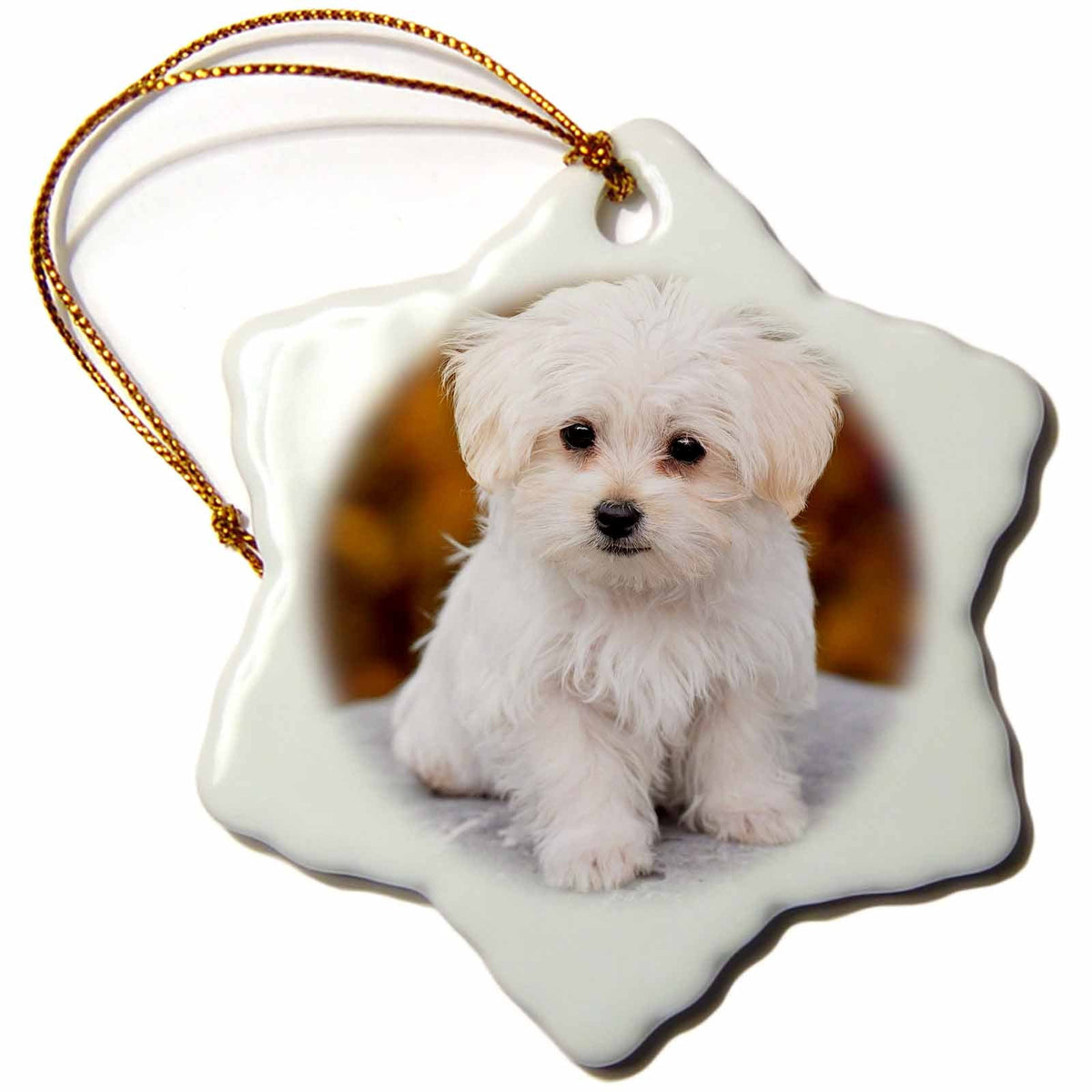 3dRose RinaPiro - Dogs - Maltese. Cute Little Puppy. - Ornaments (ORN_233933)