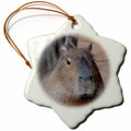 3dRose Brazil, Mato Grosso, The Pantanal, Capybara - Ornaments (ORN_258361)