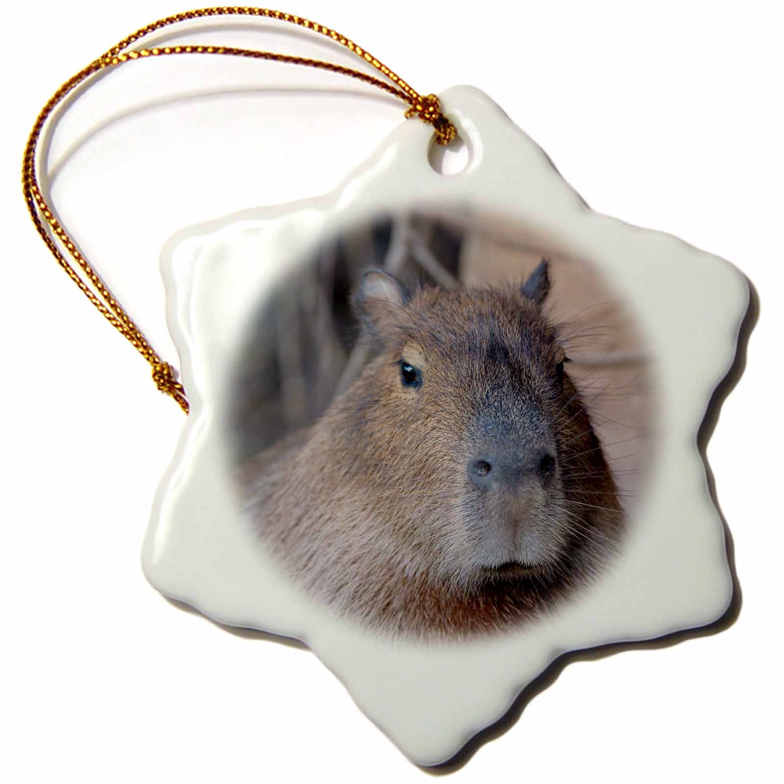3dRose Brazil, Mato Grosso, The Pantanal, Capybara - Ornaments (ORN_258361)