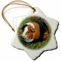 3dRose Guinea Pig - Guinea Pig - Ornaments (ORN_4249)