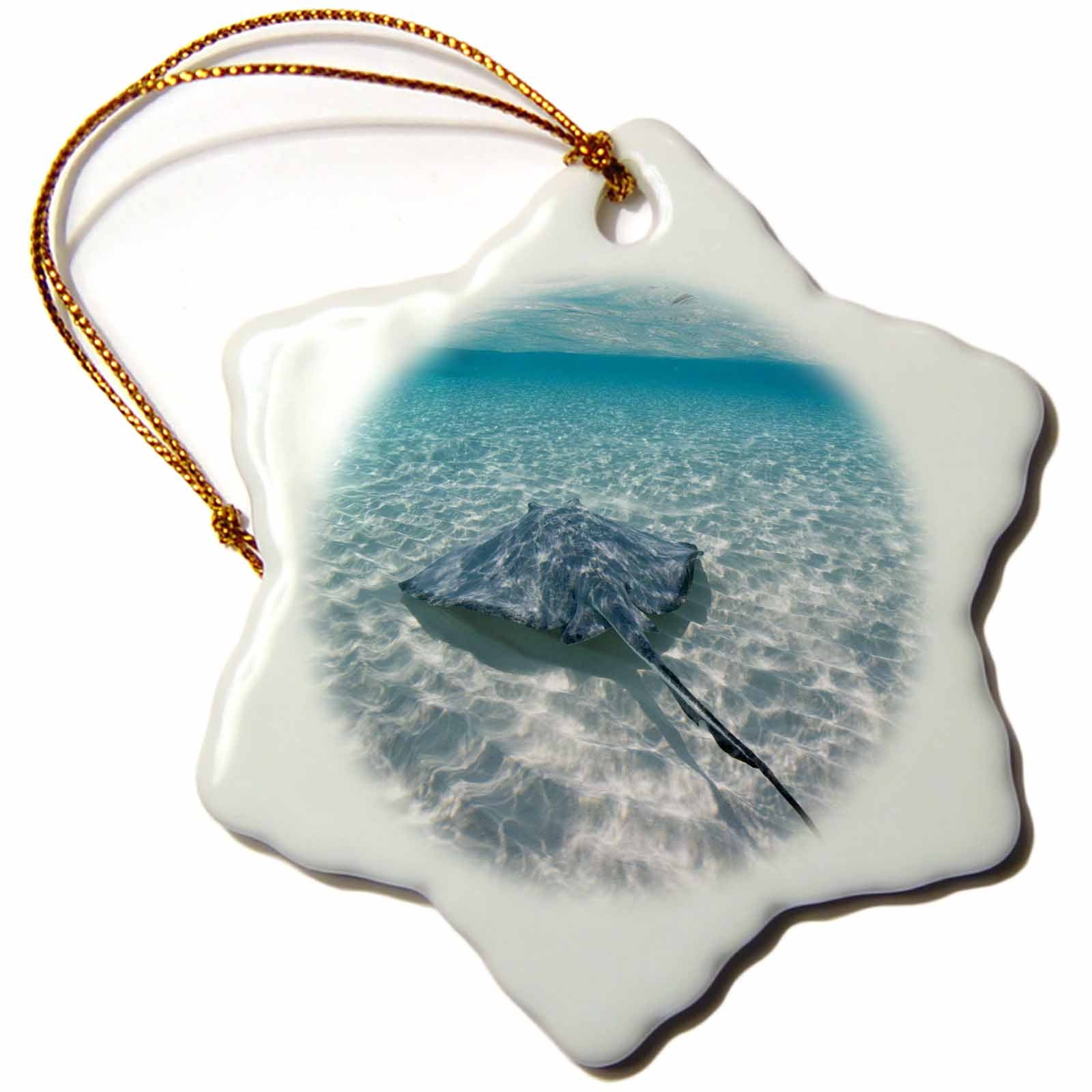 3dRose Danita Delimont - Marine Life - Cayman Islands, Southern Stingray in Caribbean Sea-CA42 PSO0046 - Paul Souders - Ornaments (ORN_73262)