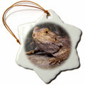 3dRose Danita Delimont - Lizards - Bearded Dragon Lizard - NA02 CAD0036 - Claudia Adams - Ornaments (ORN_83699)