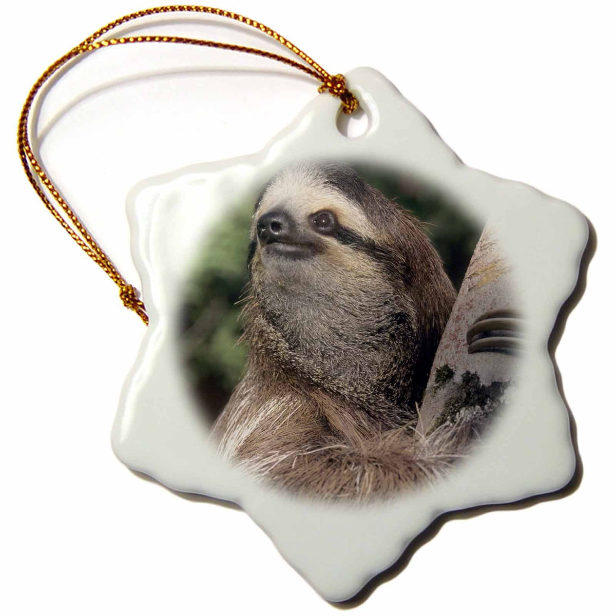 3dRose Danita Delimont - Wildlife - Three-Toed Sloth Wildlife, Costa Rica - SA22 KSC0126 - Kevin Schafer - Ornaments (ORN_87216)