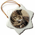 3dRose Danita Delimont - Cats - Utah, Capitol Reef NP. Sleeping Tabby cat - US45 RER0114 - RIC Ergenbright - Ornaments (ORN_94870)
