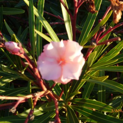 Super Rare Oleander ‘Mrs. Roeding’ Cuttings – Nerium oleander Heirloom Variety – 3 Fresh Cuttings for Rooting or Grafting