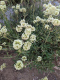Eriogonum heracleoides Seeds – Parsnipflower Wild Buckwheat, 50 Non-GMO Perennial Seeds, Native Pollinator Plant