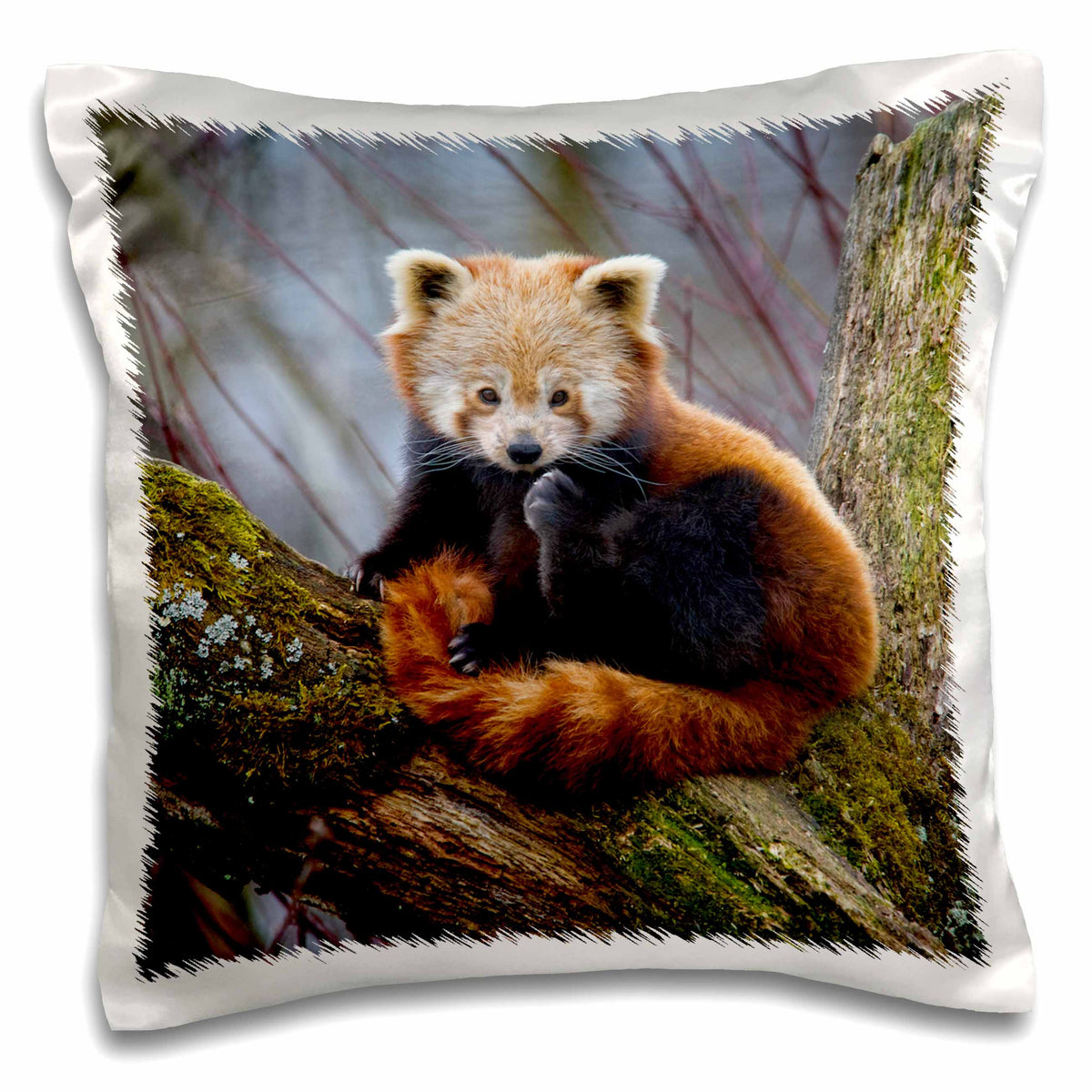 3dRose Danita Delimont - Bears - Red Panda bear, Himalayas, Asia - NA02 AMR0008 - Andres Morya Hinojosa - Pillow Cases (pc_140058)