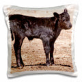 3dRose Danita Delimont - Cows - Black angus cow standing in pasture - NA02 PWO0002 - PiperAnne Worcester - Pillow Cases (pc_140260)