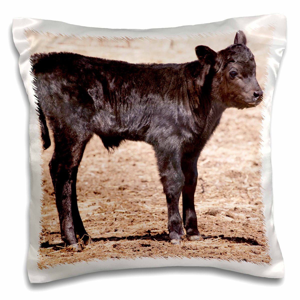 3dRose Danita Delimont - Cows - Black angus cow standing in pasture - NA02 PWO0002 - PiperAnne Worcester - Pillow Cases (pc_140260)