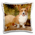 3dRose Danita Delimont - Dogs - Purebred Cardigan Welsh Corgi Dog on Rock - NA02 PWO0023 - PiperAnne Worcester - Pillow Cases (pc_140281)