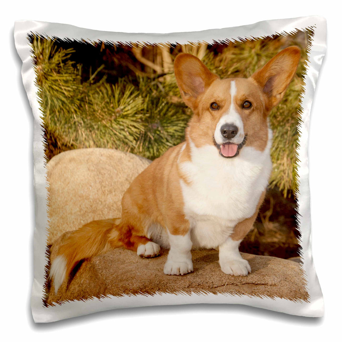 3dRose Danita Delimont - Dogs - Purebred Cardigan Welsh Corgi Dog on Rock - NA02 PWO0023 - PiperAnne Worcester - Pillow Cases (pc_140281)