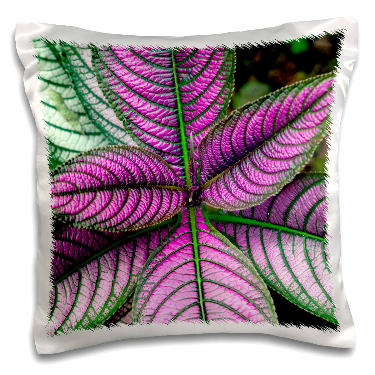 3dRose Danita Delimont - Leaves - Persian Shield Plant, Strobilanthes dyerianus, Costa Rica - Pillow Cases (pc_229307)