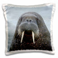 3dRose Danita Delimont - Svalbard - Svalbard, Nordaustlandet, Torellneset. Face of walrus in water. - Pillow Cases (pc_249345)