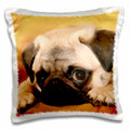 3dRose Dogs Pug - Pug - Pillow Cases (pc_3644)