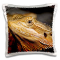 3dRose Danita Delimont - Lizards - Bearded Dragon, Pogona vitticeps, lizard, reptile - NA02 AJE0366 - Adam Jones - Pillow Cases (pc_83646)