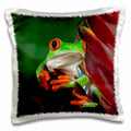 3dRose Danita Delimont - Frogs - Red-Eyed Tree Frog (Agalychnis callidryas) - NA02 AJE0387 - Adam Jones - Pillow Cases (pc_83655)