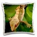 3dRose Danita Delimont - Lizards - New Caledonian Crested Gecko lizard - NA02 MPR0086 - Maresa Pryor - Pillow Cases (pc_84105)