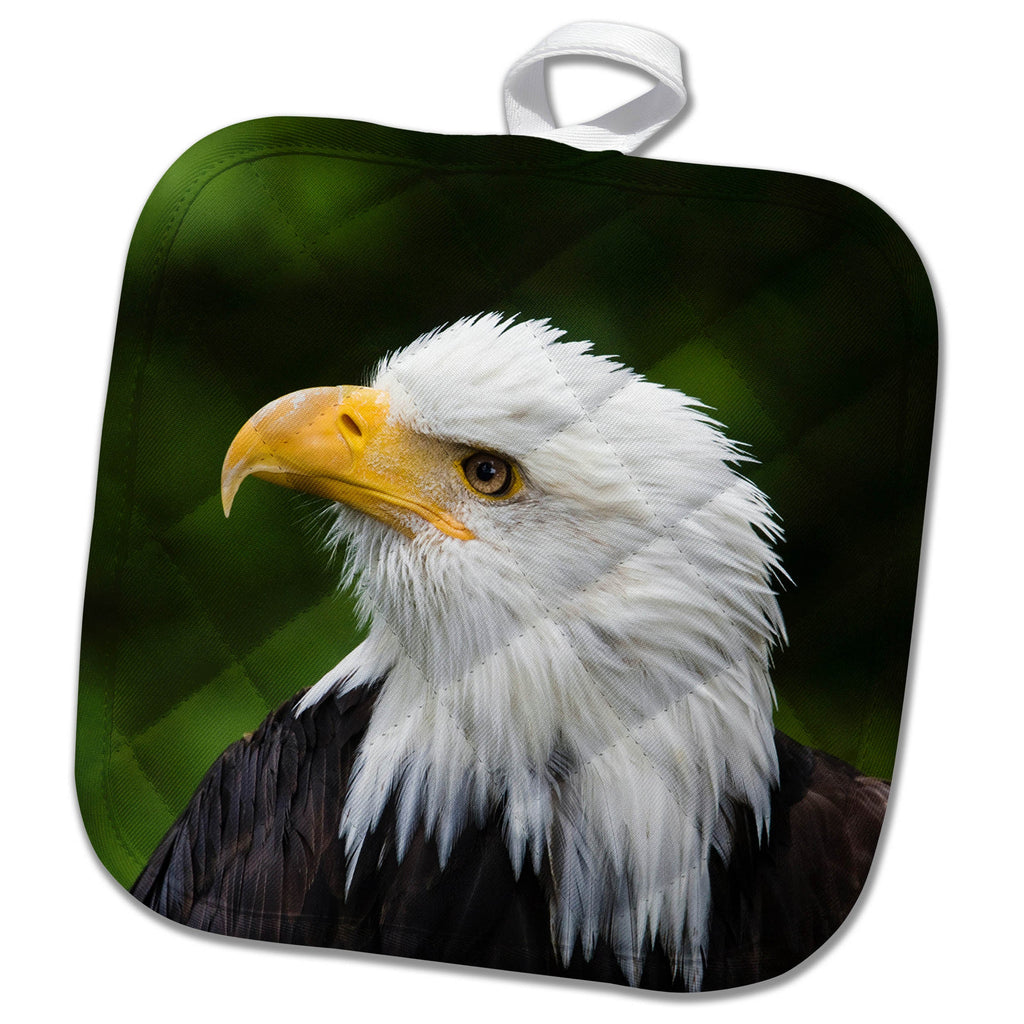 3dRose Danita Delimont - Bird of Prey - Raptor Center, Sitka, Alaska. Close up of a Bald Eagle. - Potholders (PHL_229441)